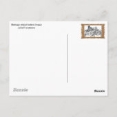 Carte Postale M. et Mme Zebra Fancy couple (Dos)