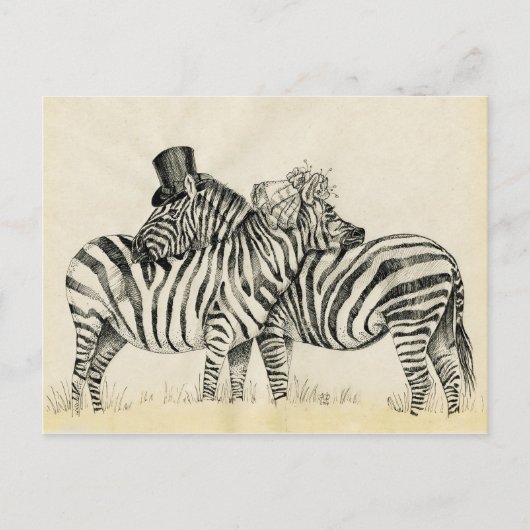Carte Postale M. et Mme Zebra Fancy couple (Devant)