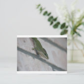 Carte Postale M. Green Lizard (Debout devant)