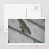 Carte Postale M. Green Lizard (Devant / Derrière)