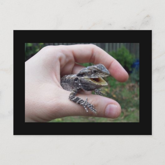 Carte Postale M. lizard (Devant)