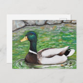 Carte Postale M. Mallard Peinture de canard (Devant / Derrière)