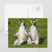 Carte Postale M. & Mme Lemur (Devant / Derrière)