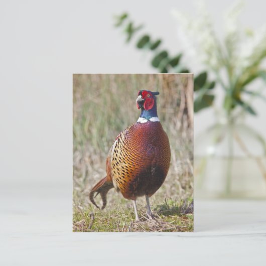Carte postale M. Pheasant (Debout devant)
