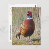 Carte postale M. Pheasant (Devant / Derrière)