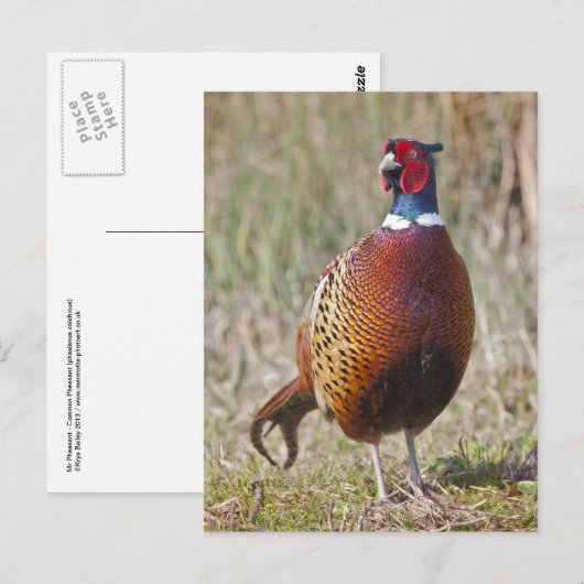 Carte postale M. Pheasant (Devant / Derrière)
