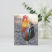 Carte Postale M. Rooster (Debout devant)