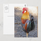 Carte Postale M. Rooster (Devant / Derrière)