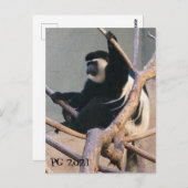 Carte Postale M. Singe (Devant / Derrière)