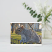 Carte Postale M. Squirrel A L'Air Réfléchi, Battery Park, New Yo (Debout devant)