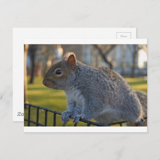 Carte Postale M. Squirrel A L'Air Réfléchi, Battery Park, New Yo (Devant / Derrière)