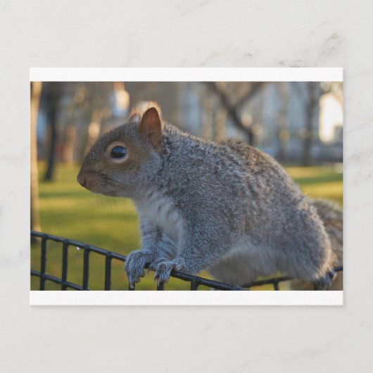 Carte Postale M. Squirrel A L'Air Réfléchi, Battery Park, New Yo (Devant)