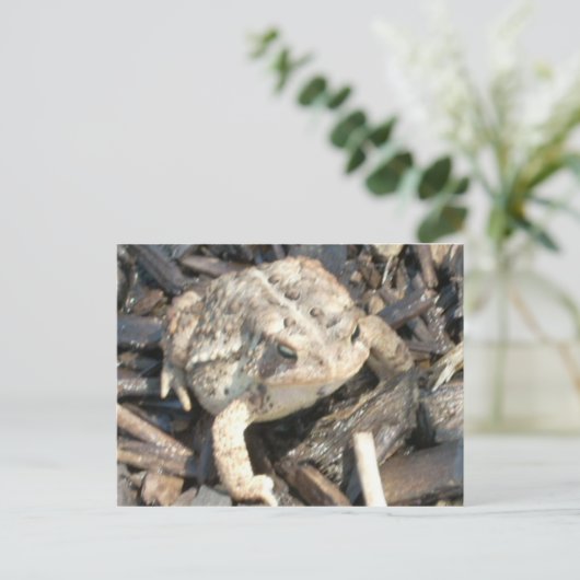 Carte Postale M. Toad (Debout devant)