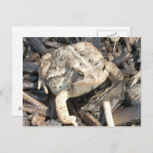 Carte Postale M. Toad (Devant / Derrière)