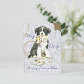 Carte Postale Ma frontière Collie Ate mon plan de leçon (Debout devant)