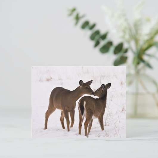 Carte Postale Ma mère m'aime (Debout devant)