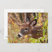 Carte Postale Ma petite langue, Pris ! (Devant / Derrière)