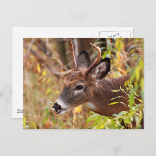 Carte Postale Ma petite langue, Pris ! (Devant / Derrière)