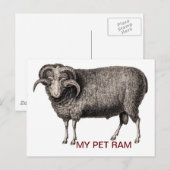 CARTE POSTALE MA RAM PET (Devant / Derrière)