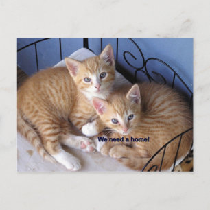 Carte Postale mac-n-chesse