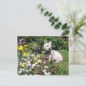 Carte Postale Mac, West Highland White Terrier Westie (Debout devant)