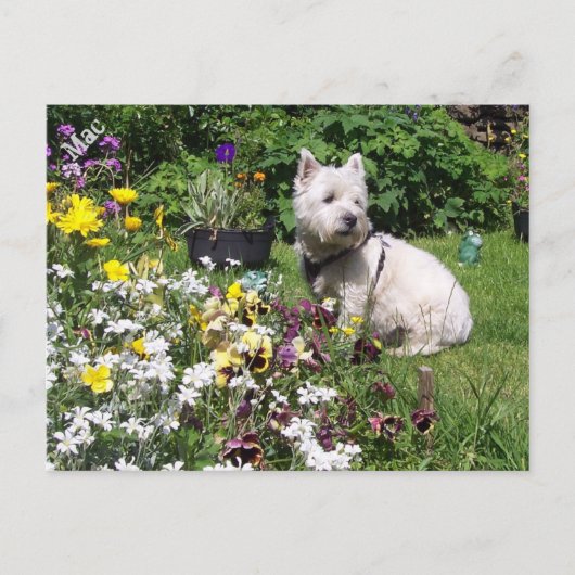 Carte Postale Mac, West Highland White Terrier Westie (Devant)
