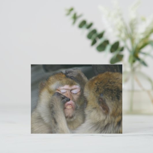Carte Postale Macaca sylvanus (Debout devant)