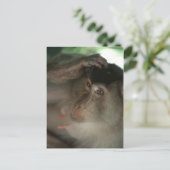 Carte postale Macaque (Debout devant)