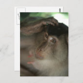 Carte postale Macaque (Devant / Derrière)
