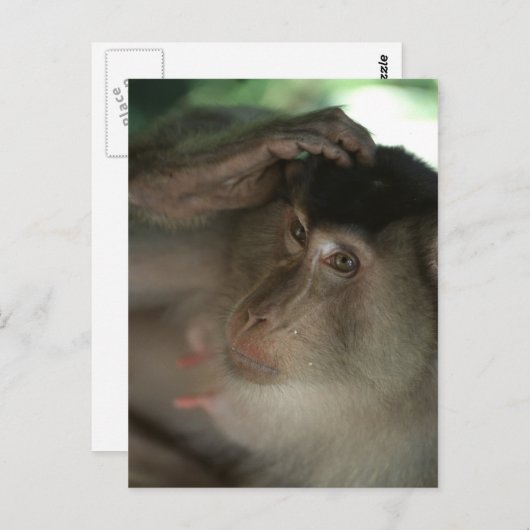 Carte postale Macaque (Devant / Derrière)