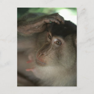 Carte postale Macaque