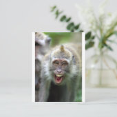 Carte Postale Macaque singe (Debout devant)