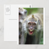 Carte Postale Macaque singe (Devant / Derrière)