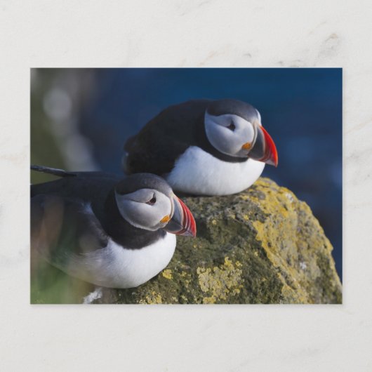 Carte Postale Macareux atlantique (Devant)
