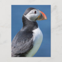 Macareux Atlantique (Fratercula Arctica) Sur Falai