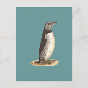 Carte Postale Macareux moine Fratercula arctica