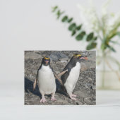 Carte postale Macaroni Penguins (Debout devant)