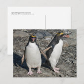 Carte postale Macaroni Penguins (Devant / Derrière)