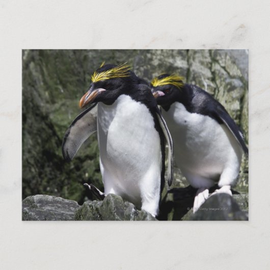 Carte Postale Macaroni Penguins, Géorgie du Sud (Devant)
