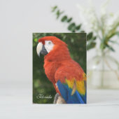 Carte Postale Macaw (Debout devant)