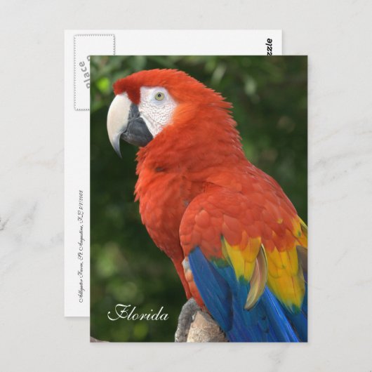 Carte Postale Macaw (Devant / Derrière)