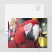 Carte postale Macaw (Devant / Derrière)