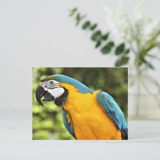 Carte Postale Macaw (Debout devant)