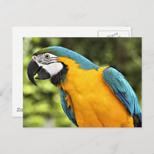 Carte Postale Macaw (Devant / Derrière)