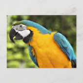 Carte Postale Macaw (Devant)