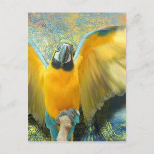 Carte postale Macaw