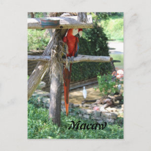Carte Postale Macaw