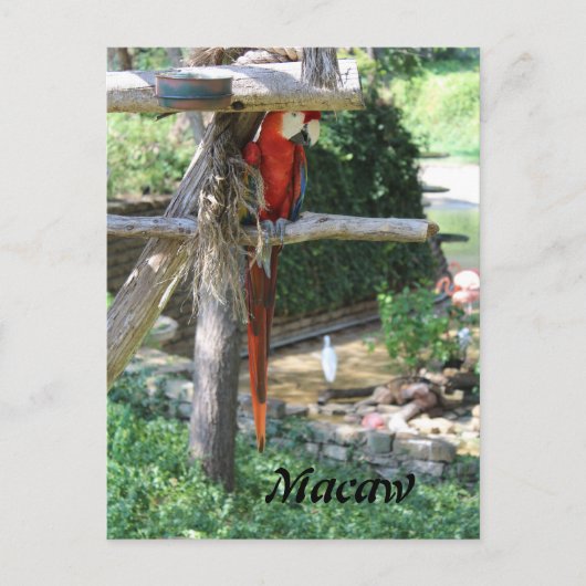 Carte Postale Macaw (Devant)