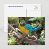 Carte Postale Macaw (Devant / Derrière)