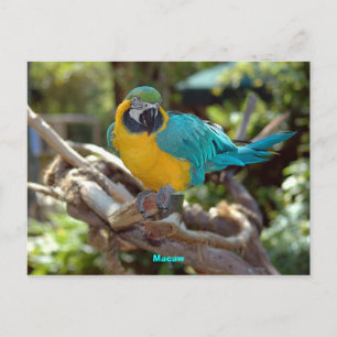 Carte Postale Macaw